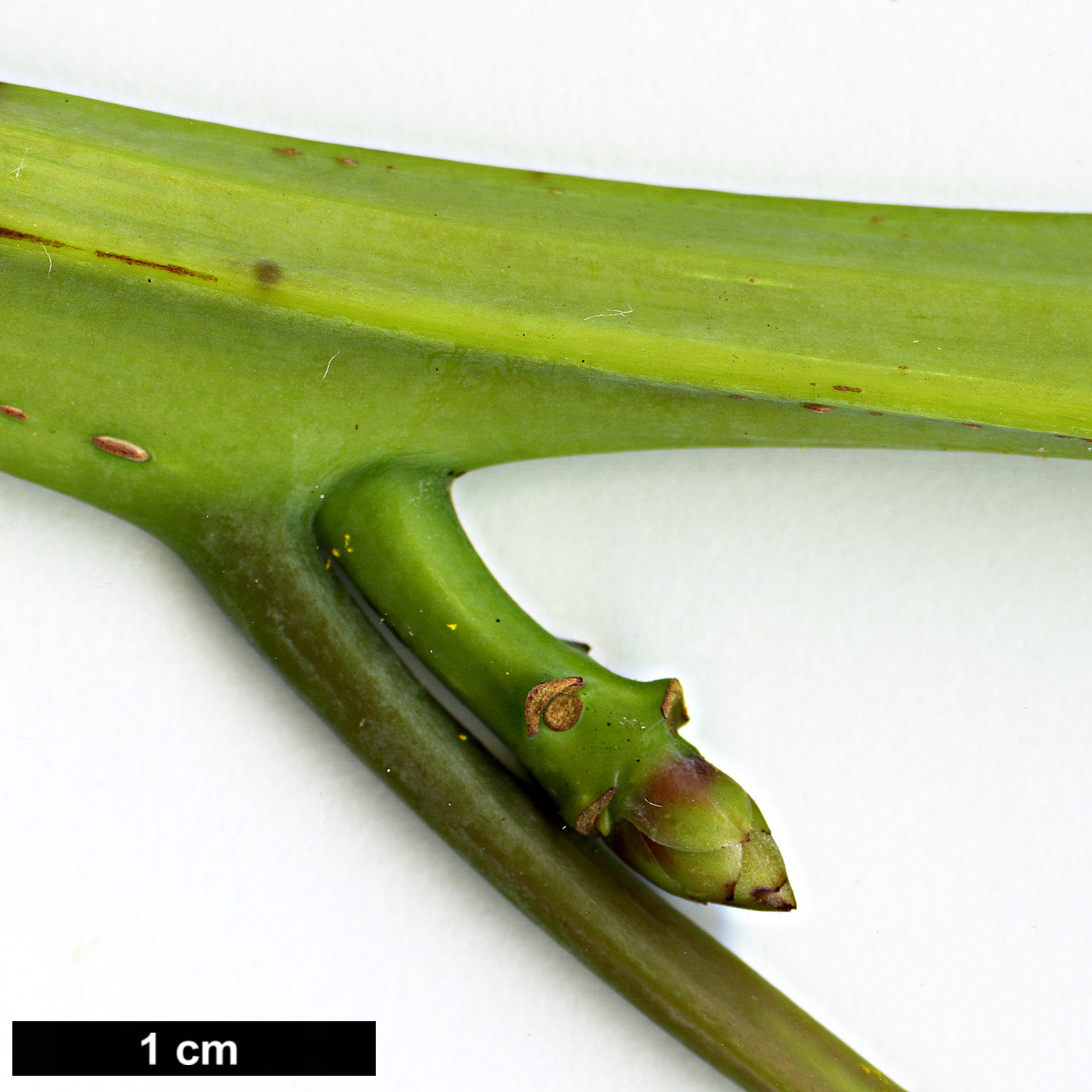 High resolution image: Family: Lauraceae - Genus: Litsea - Taxon: dilleniifolia